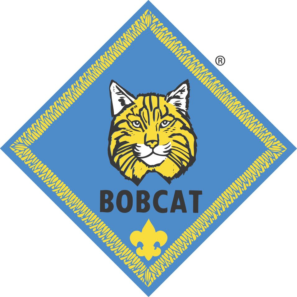 Bobcat